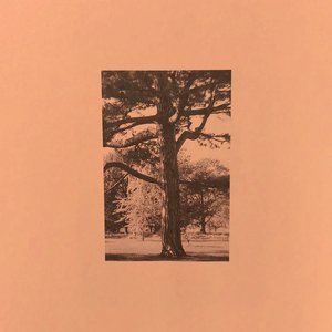 农村少妇内无套内谢视频
